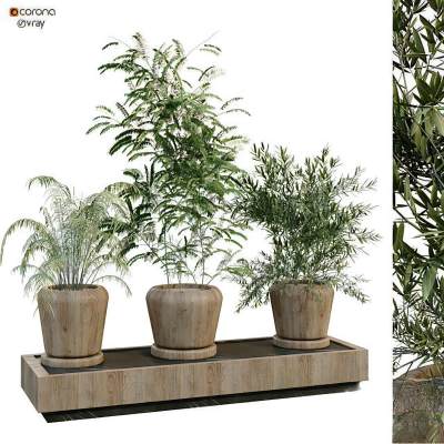 现代植物盆栽-53